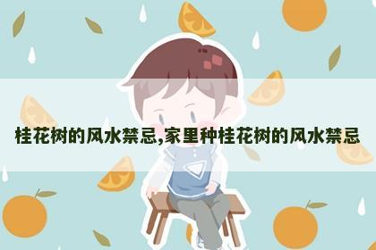 桂花树的风水禁忌,家里种桂花树的风水禁忌